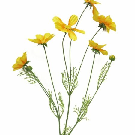 Cosmos Orion yellow 92cm