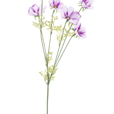 Cosmos spray Aerosol mauve 79cm