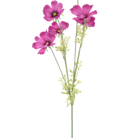 Cosmos spray Aerosol old pink 79cm