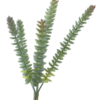 Crassula Hottentot 28cm green