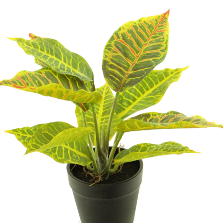 Croton variegatum green/yellow 25cm