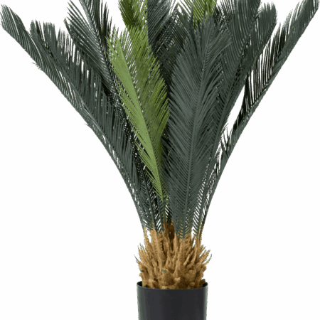 Cycas revoluta 90cm