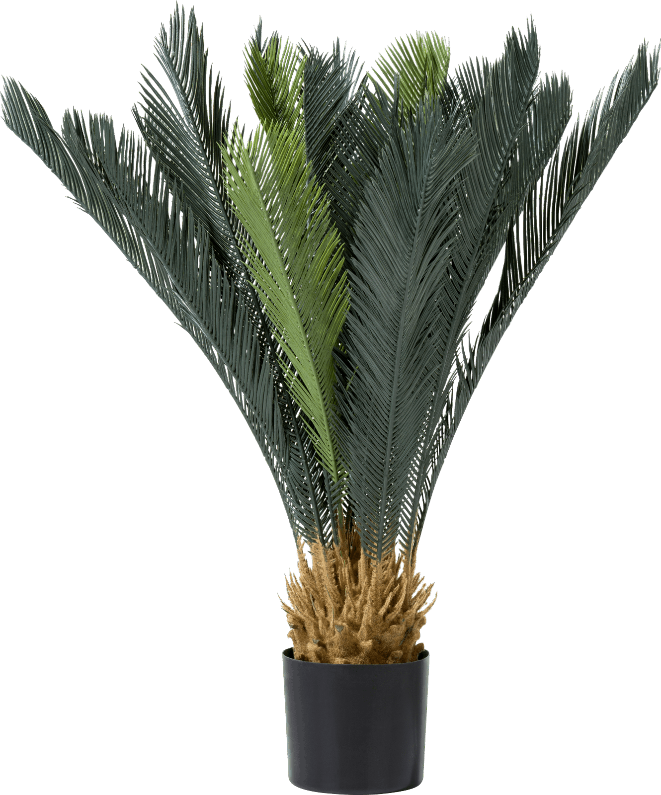 Cycas revoluta 90cm