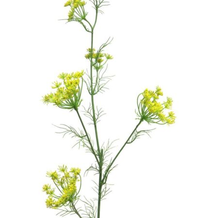 Dancus Carota Dille 120cm geel