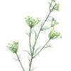 Dancus Carota Dille 120cm white