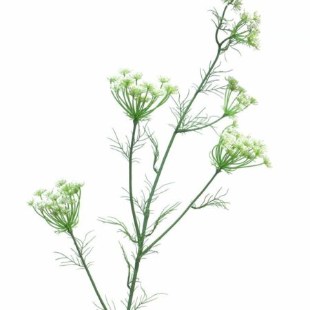 Dancus Carota Dille 120cm white