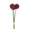 Allium*3 fuchsia
