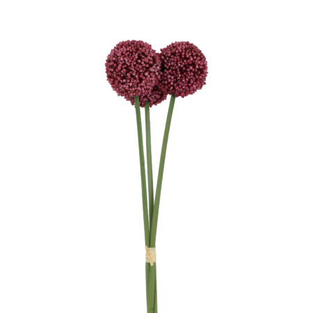 Allium*3 fuchsia