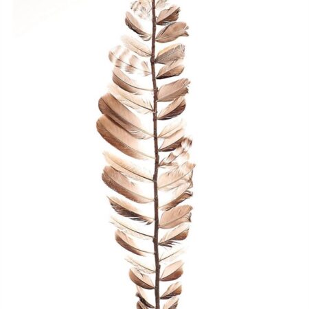 Decotak veren 60cm | HBX Natural Living
