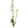 Delphinium Agathe crème 85cm