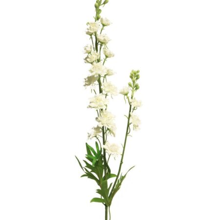 Delphinium Agathe crème 85cm