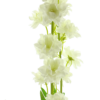 Delphinium Finn spray cream 85cm