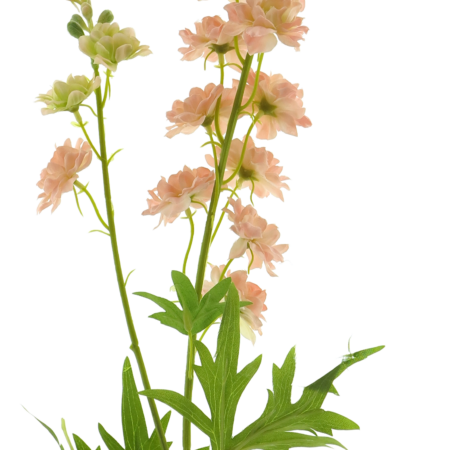 Delphinium Finn spray pink 85cm