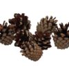 Dennenappel zak 200gr | HBX natural living