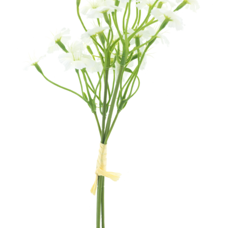 Dianthus bundle cream 27cm