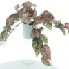 Dieffenbachia plant in pot green/pink 41cm