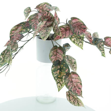 Dieffenbachia plant in pot green/pink 41cm