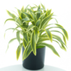 Dracaena in pot green/yellow 30cm