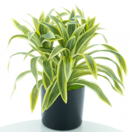 Dracaena in pot green/yellow 30cm