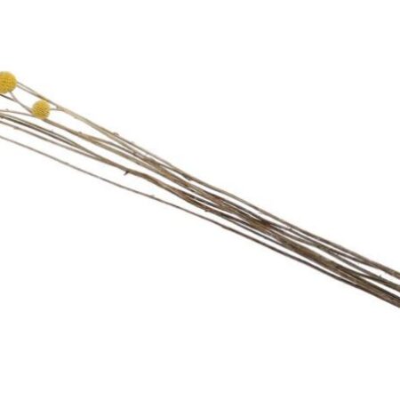 Droogbloemen Craspedia geel nat.mat 65cm