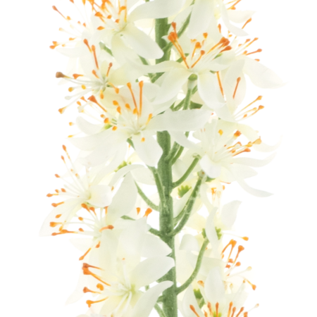 Eremurus spray cream 105cm