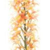 Eremurus spray orange 110cm