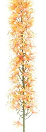Eremurus spray orange 110cm