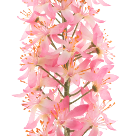 Eremurus spray pink 105cm