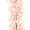 Eremurus spray pink 110cm