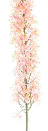 Eremurus spray pink 110cm