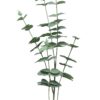 Eucalyptus Cinera lvs spray x5 90cm