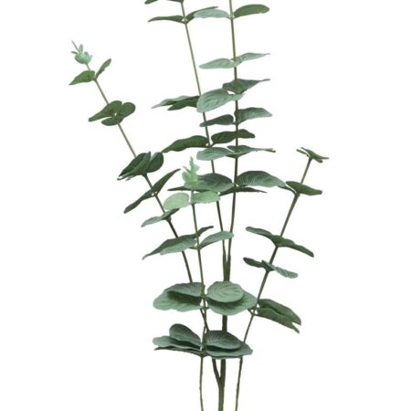Eucalyptus Cinera lvs spray x5 90cm