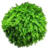 Fern ball green 50cm (6 month UV-protected)