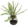 Fern in glass pot green 20cm