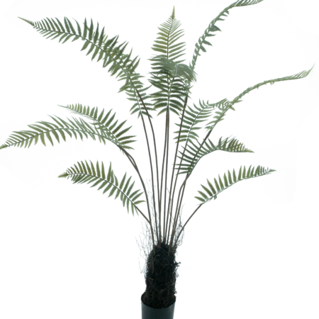 Fern tree in pot green 150cm