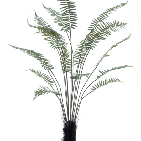 Fern tree in pot green 180cm