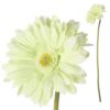 Gerbera bloem groen groot