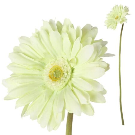 Gerbera bloem groen groot