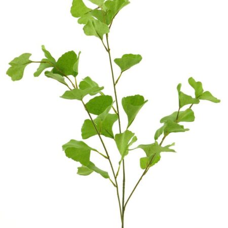 Gingko spray groen 90cm