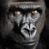 Glasschilderij Gorilla 80x120 cm