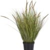 Grass plant H99cm