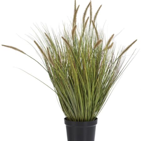 Grass plant H99cm