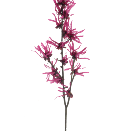 Hamamelis spray beauty 76cm