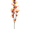 Hamamelis spray orange 76cm