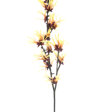 Hamamelis spray yellow 76cm