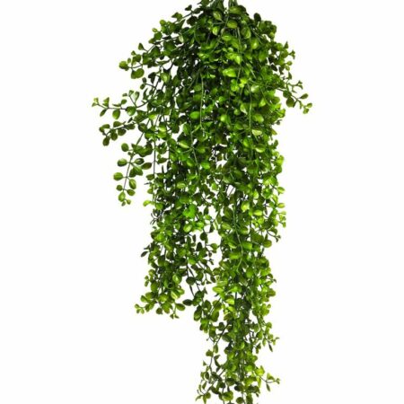 Hanging Pelaea rotundifolia green 88cm
