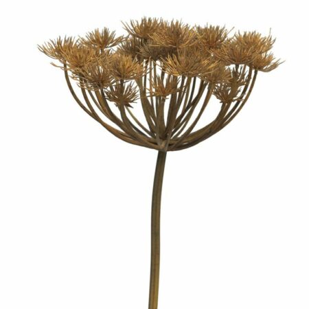 Heracleum brown 98cm