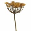 Heracleum copper/brown 98cm
