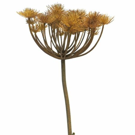 Heracleum copper/brown 98cm