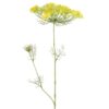 Heracleum sphondylium